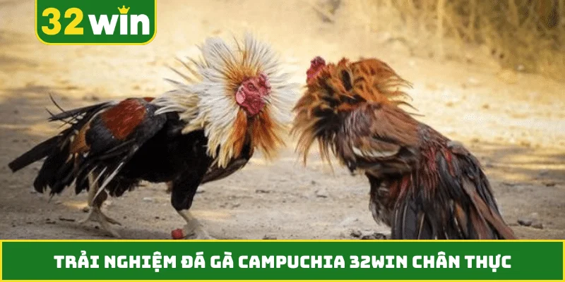 Trải nghiệm đá gà Campuchia 32WIN chân thực